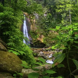 Syndicate Falls Print, Dominica Syndicate Falls Print, Dominica