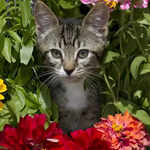 Tabby kitten amongst garden flowers Sarasota, Florida, USA