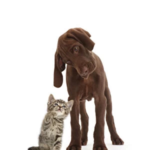 Tabby kitten looking up at chocolate pointer puppy