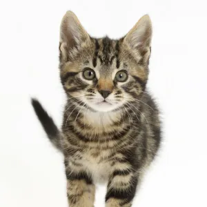 Tabby kitten, Smudge, 8 weeks, walking