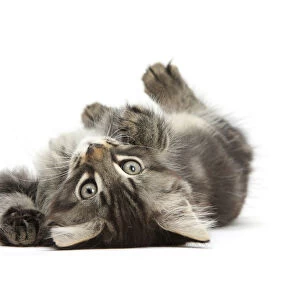 Tabby kitten, Squidge, 10 weeks, playfully rolling on his back