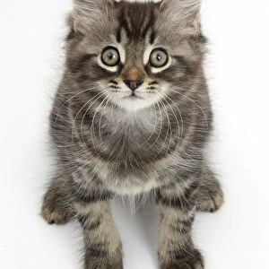 Tabby kitten, Squidge, 10 weeks, sitting