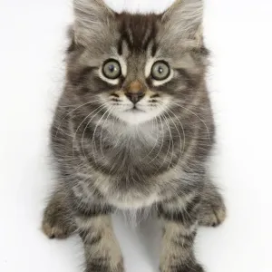 Tabby kitten, Squidge, 10 weeks, sitting Tabby kitten, Squidge, 10 weeks, sitting