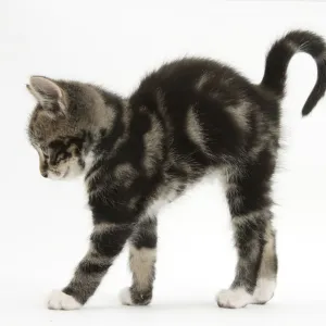 Tabby kitten stretching with arched back