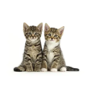 Two tabby kittens, age 6 weeks