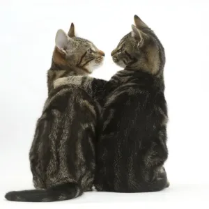 Tabby kittens Print: Picasso and Smudge in Embracing Pose Tabby kittens Print: Picasso and Smudge in Embracing Pose