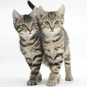 Tabby kittens, Stanley and Fosset, 12 weeks, walking together in unison