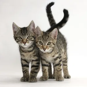 Tabby kittens, Stanley and Fosset, 12 weeks old, walking together