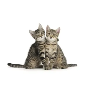 Tabby kittens, Stanley and Fosset, 3 months old, sitting and snuggling together Tabby kittens, Stanley and Fosset, 3 months old, sitting and snuggling together