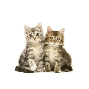 Tabby Maine Coon kittens, against white background