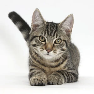 Tabby male kitten, Fosset, 4 months old, lying with his head up