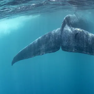 Tail of Blue whale (Balaenoptera musculus brevicauda). This may be the pygmy sub-species