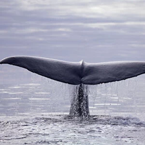 Tail fluke of diving Sperm whale {Physeter macrocephalus} Kaikoura, New Zealand, Pacific
