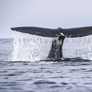Tail of a North Atlantic right whale (Eubalaena glacialis) as it dives