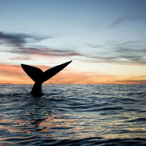 Print of Southern right whale tail at sunset, Golfo Nuevo Print of Southern right whale tail at sunset, Golfo Nuevo