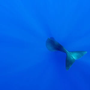 Tail of Sperm whale (Physeter macrocephalus) diving. Dominica, Caribbean Sea, Atlantic Ocean