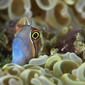 Tail-spot blenny (Ecsenius stigmatura) peering out from amongst the coral, Triton Bay, West Papua, Indonesia, Pacific Ocean