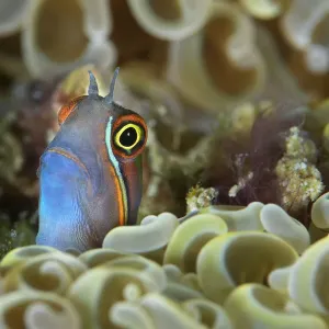 Tail-spot Blenny Print: Coral Reef Scene with Ecsenius stigmatura Tail-spot Blenny Print: Coral Reef Scene with Ecsenius stigmatura
