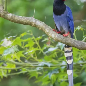 Taiwan Blue Magpie Print Taiwan Blue Magpie Print