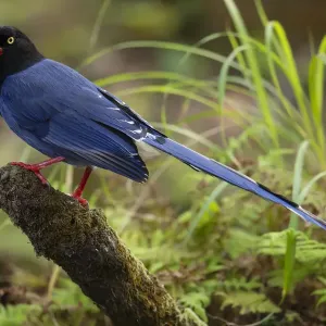 Taiwan Blue Magpie Print - Taipei City Park Photo Taiwan Blue Magpie Print - Taipei City Park Photo