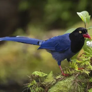 Taiwan Blue Magpie, (Urocissa caerulea) endemic species, Taipei city park, Taiwan Taiwan Blue Magpie, (Urocissa caerulea) endemic species, Taipei city park, Taiwan