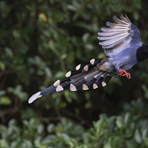 Taiwan blue magpie, (Urocissa caerulea) flying, in Taipeh, Taiwan, endemic species