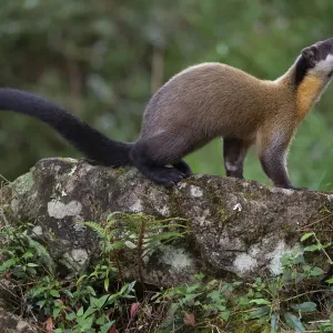 Taiwan Yellow-throated Marten Print Taiwan Yellow-throated Marten Print
