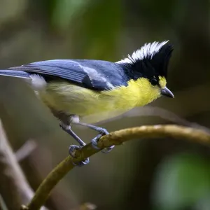 Taiwan Yellow Tit Print, Lalashan National Forest Reserve Taiwan Yellow Tit Print, Lalashan National Forest Reserve