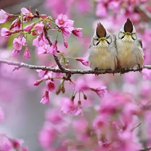 Taiwan yuhina (Yuhina brunneiceps) pair perched amongst pink blossom, Alishan National Scenic Area, Taiwan. Endemic species