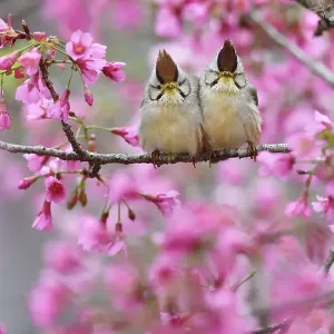 Taiwan yuhina (Yuhina brunneiceps) pair perched amongst pink blossom, Alishan National Scenic Area, Taiwan. Endemic species Taiwan yuhina (Yuhina brunneiceps) pair perched amongst pink blossom, Alishan National Scenic Area, Taiwan. Endemic species