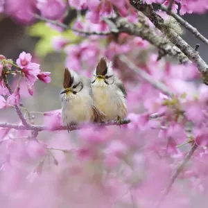 Taiwan yuhina (Yuhina brunneiceps) pair perched amongst pink blossom Taiwan yuhina (Yuhina brunneiceps) pair perched amongst pink blossom