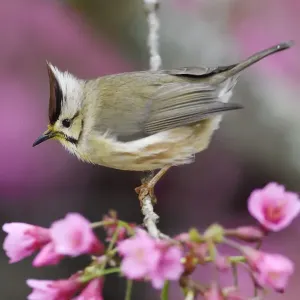 Taiwan Yuhina Print: Perched Amidst Pink Blossom Taiwan Yuhina Print: Perched Amidst Pink Blossom