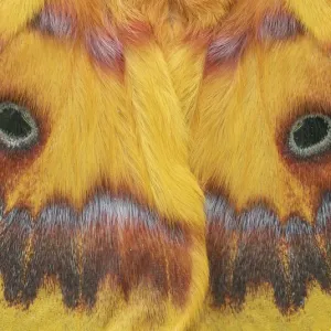 Taiwanese squeaking silkmoth (Rhodinia verecunda) controlled conditions Taiwanese squeaking silkmoth (Rhodinia verecunda) controlled conditions