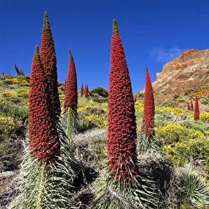 Tajinaste rojo (Echium wildpretii), Teide National Park, UNESCO World Heritage Site