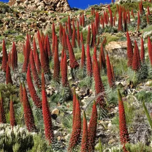 Tajinaste rojo (Echium wildpretii), Teide National Park, World Heritage Site Tajinaste rojo (Echium wildpretii), Teide National Park, World Heritage Site