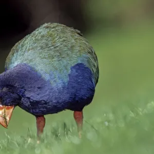 Takahe (Porphyrio mantelli) eating grass, Tiritiri Mantangi Island Scientific Reserve, New Zealand