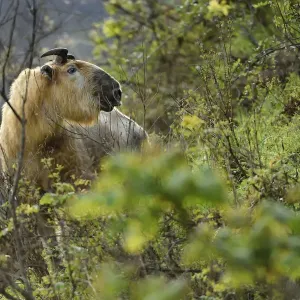 Takin Print, Tangjiahe National Nature Reserve Takin Print, Tangjiahe National Nature Reserve