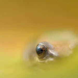 Tambococha rain frog (Pristimantis omeviridis) artistic view of eye, Yasuni National Park Tambococha rain frog (Pristimantis omeviridis) artistic view of eye, Yasuni National Park