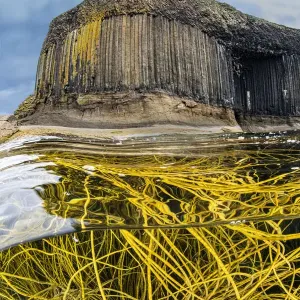 Himanthalia elongata Print: A Tangle of Spaghetti Seaweed Himanthalia elongata Print: A Tangle of Spaghetti Seaweed