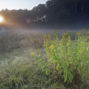 Tansy (Tanacetum vulgare) flowering in grassland on misty morning