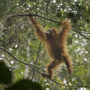 Tapanuli Orangutan (Pongo tapanuliensis) Beti, juvenile female, daughter of Beta