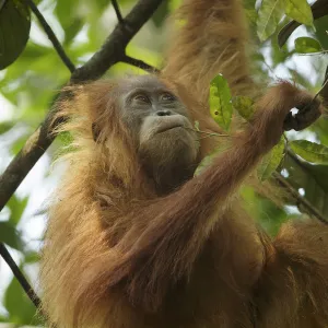 Tapanuli Orangutan (Pongo tapanuliensis) Beti, juvenile female, daughter of Beta