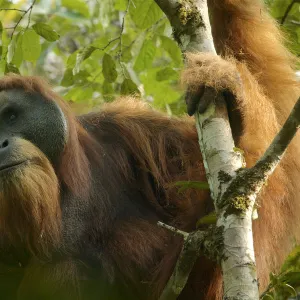 Tapanuli orangutan (Pongo tapanuliensis) Togus, adult flanged male, Batang Toru Forest