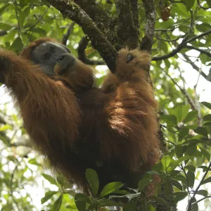 Tapanuli orangutan (Pongo tapanuliensis) Togus, adult flanged male, trying to nap in tree