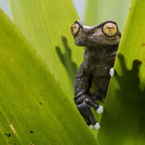 Tapichalaca Torrenteer (Hyloscirtus tapichalaca) on a bromeliad, Tapichalaca Reserve Tapichalaca Torrenteer (Hyloscirtus tapichalaca) on a bromeliad, Tapichalaca Reserve