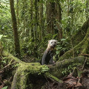 Tarya (Eira barbara) in cloud forest, Choco region, Northwestern Ecuador