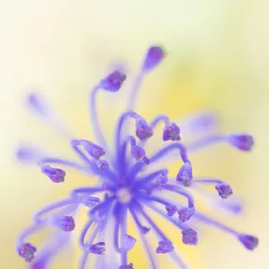 Tassel hyacinth (Muscari comosum) flower from above. Cyprus. April