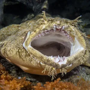 Tasseled Wobbegong Shark Yawning Print Tasseled Wobbegong Shark Yawning Print