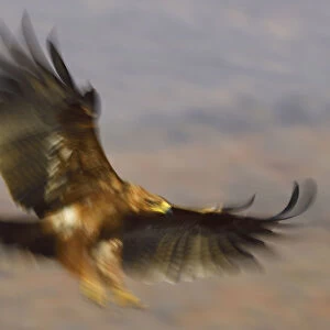 Tawny eagle (Aquila rapax) in flight, Zimanga Private Nature Reserve, KwaZulu Natal