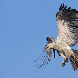 Tawny eagle (Aquila rapax) in flight, coming into land on carcass. Ndutu, Ngorongoro Conservation Area / Serengeti Tanzania